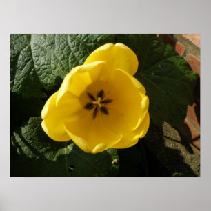 Impression Petite Tulipe jaune