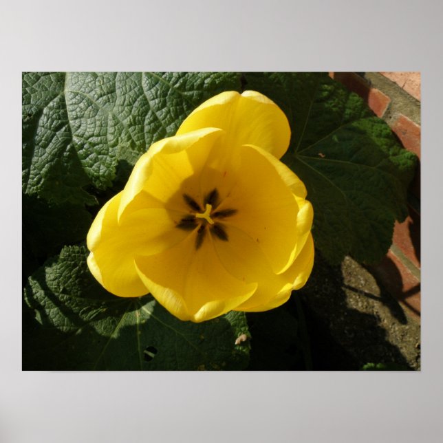 Impression Petite Tulipe jaune (Devant)