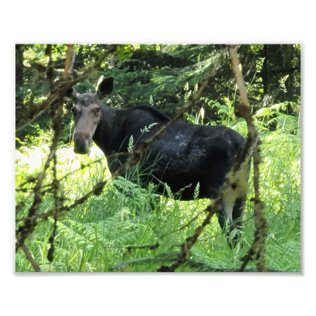 Impression photo 10 po x 8 po || Moose Lunch v5 (Devant)