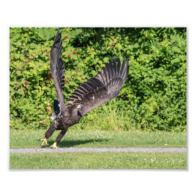 Impression Photo 10x8 Aigle à tête blanche juvénile (Devant)