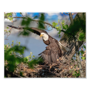 Impression Photo 10x8 Aigle à tête blanche quittant le nid