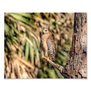 Impression Photo 10x8 Buse à épaulettes rouge dans un arbre