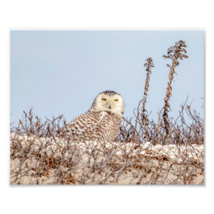 Impression Photo 10x8 Chouette de neige assise sur la plage