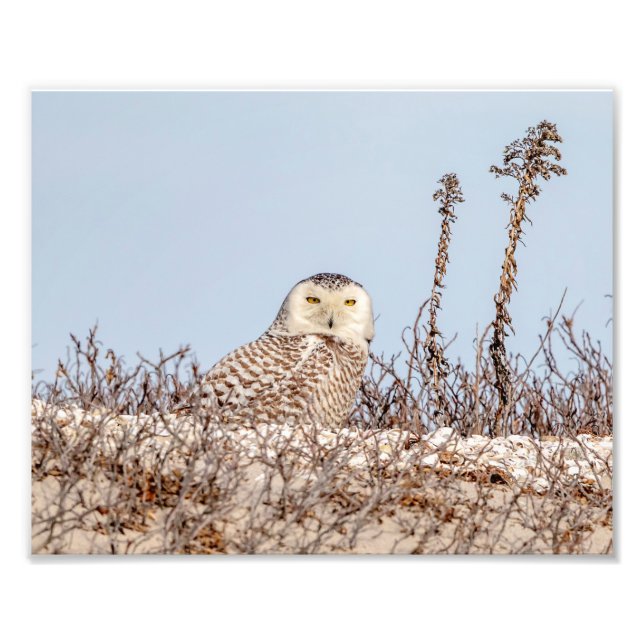 Impression Photo 10x8 Chouette de neige assise sur la plage (Devant)