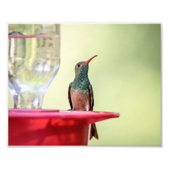 Impression Photo 10x8 Colibri à ventre cassé au Texas (Devant)
