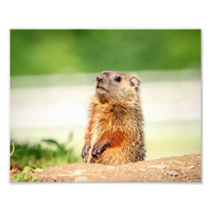 Impression Photo 10x8 jeunes Groundhog