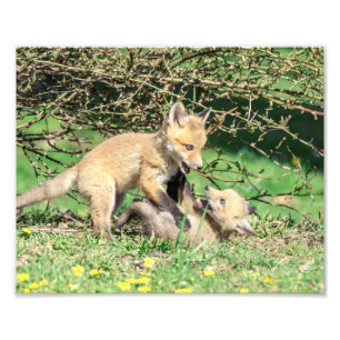 Impression Photo 10x8 Kits Red Fox Jouer