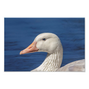 Impression Photo 10x8 Oie blanche canadienne