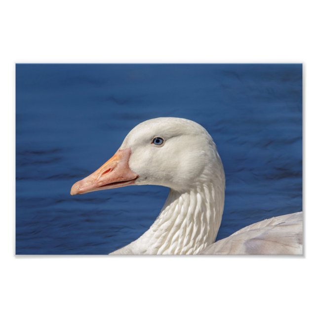 Impression Photo 10x8 Oie blanche canadienne (Devant)