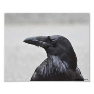 Impression Photo 10X8 Raven le Magnifique!