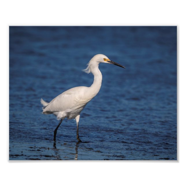 Impression Photo 10x8 Snowy Egret sur North Beach (Devant)
