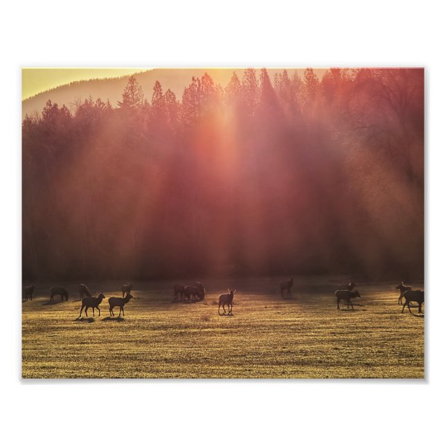 Impression photo 11 po x 8,5 po || Elk de l'aube r (Devant)