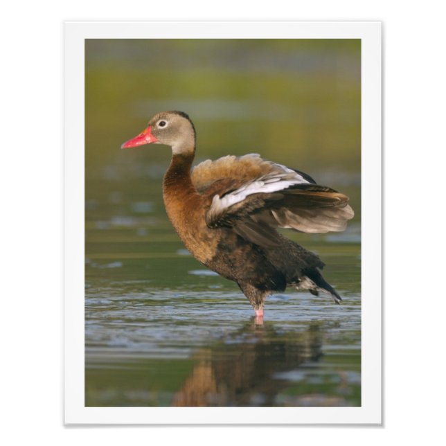 Impression Photo 11 x 14 Canard siffleur à ventre noir (Devant)