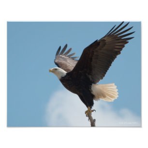 Impression Photo 11X14 Aigle à tête blanche prenant l'avion!