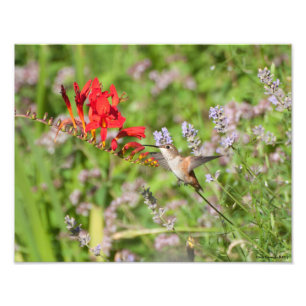 Impression Photo 11X14 Amoureux des colibris