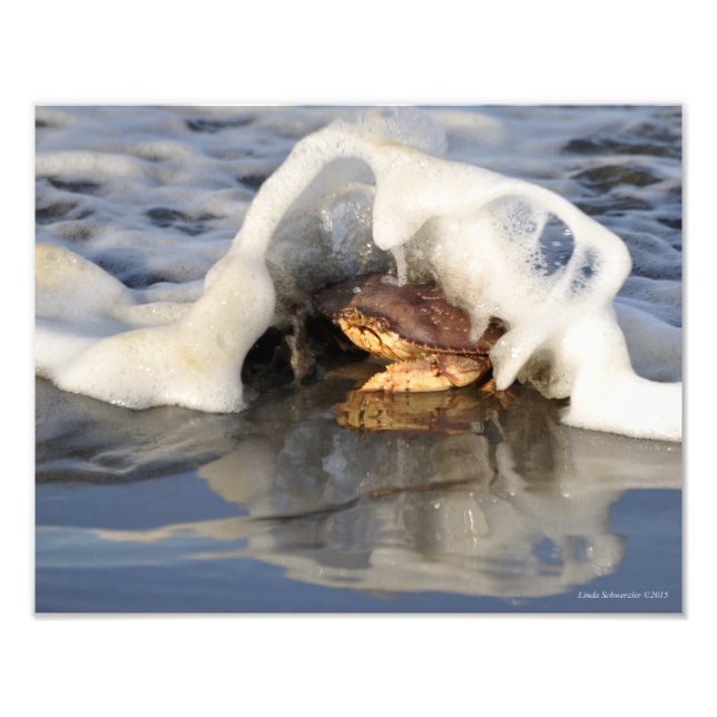 Impression Photo 11X14 Crabe Dungeness avec le Surf qui se déverse! (Devant)