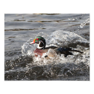 Impression Photo 11X14 Homme de canard à bois