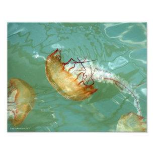 Impression Photo 11X14 Méduse de la tortue marine