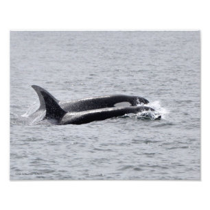 Impression Photo 11X14 Orca Whales - Deux à l'unisson