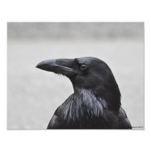 Impression Photo 11X14 Raven le Magnifique!