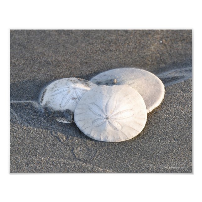 Impression Photo 11X14 Un trio de dollars de sable (Devant)
