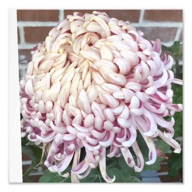 Impression Photo 12"x12" Chrysanthemum (Devant)