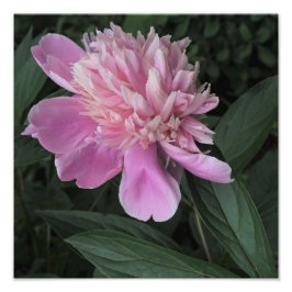 Impression Photo 12"x12" Pink Peony