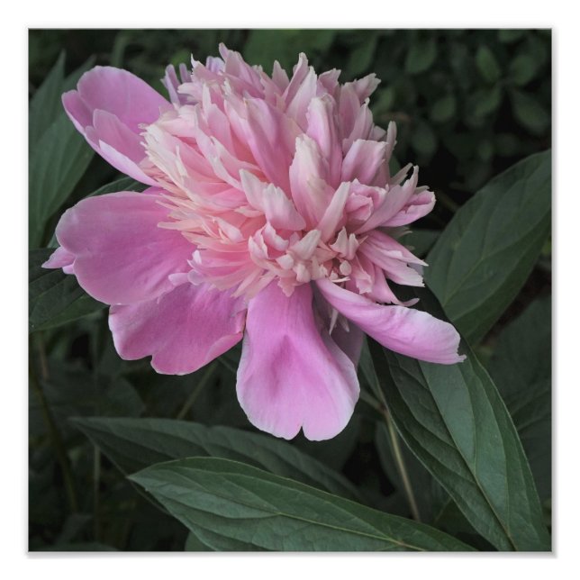 Impression Photo 12"x12" Pink Peony (Devant)