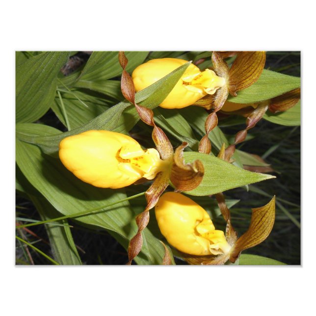 Impression photo 12 x 16 (Devant)