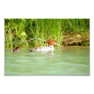 Impression Photo 12x8 Satin de canard et de canard