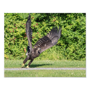 Impression Photo 14x11 Aigle à tête blanche juvénile