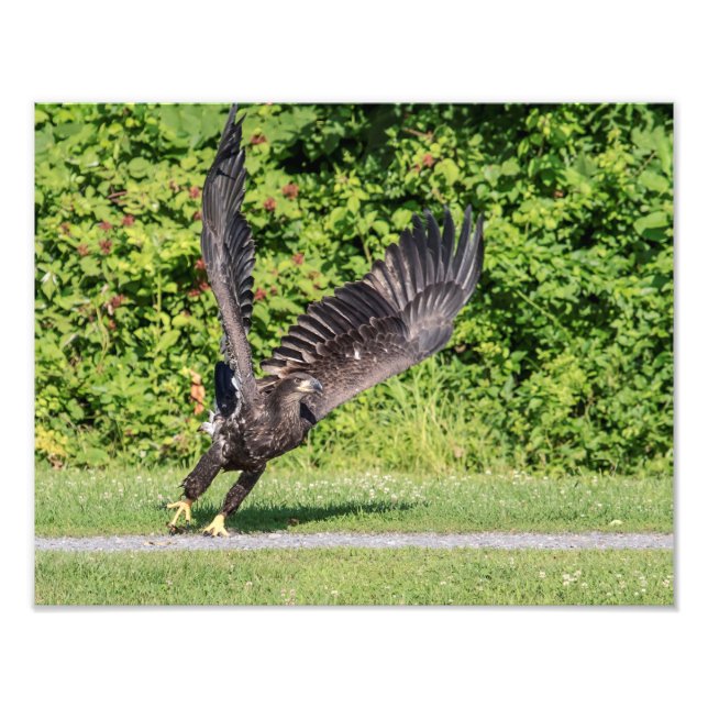 Impression Photo 14x11 Aigle à tête blanche juvénile (Devant)