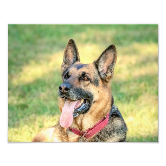 Impression Photo 14x11 Allemand Shepard (Devant)