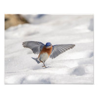 14x11 Bleu oriental dansant dans la neige