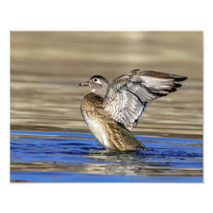 Impression Photo 14x11 Bois Canard battant ses ailes