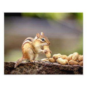 Impression Photo 14x11 Chipmunk mangeant une cacahuète