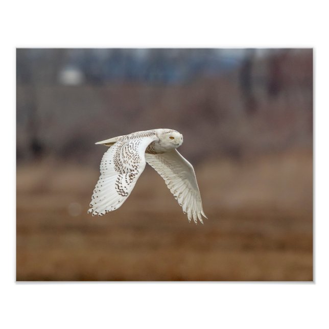 Impression Photo 14x11 Chouette neige en vol (Devant)
