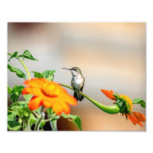 Impression Photo 14x11 Colibri sur un plante à fleurs (Devant)