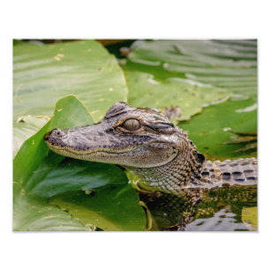 Impression Photo 14x11 Jeune Alligator