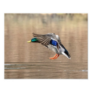 Impression Photo 14x11 Mallard Canard en vol