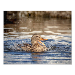 Impression Photo 14x11 Mallard Duck au Downing Park