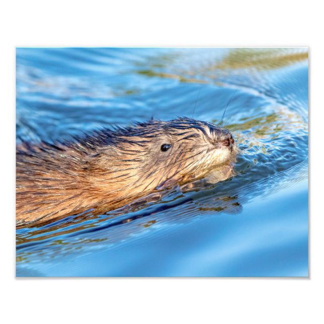 Impression Photo 14x11 Muskrat dans les fermes de Vassar Réserve éc (Devant)