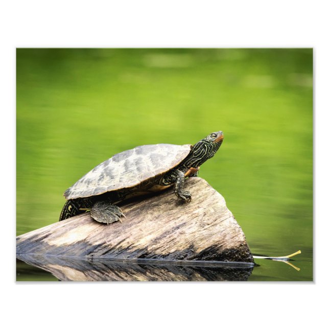 Impression Photo 14x11 Tortue peinte sur un bûcher (Devant)