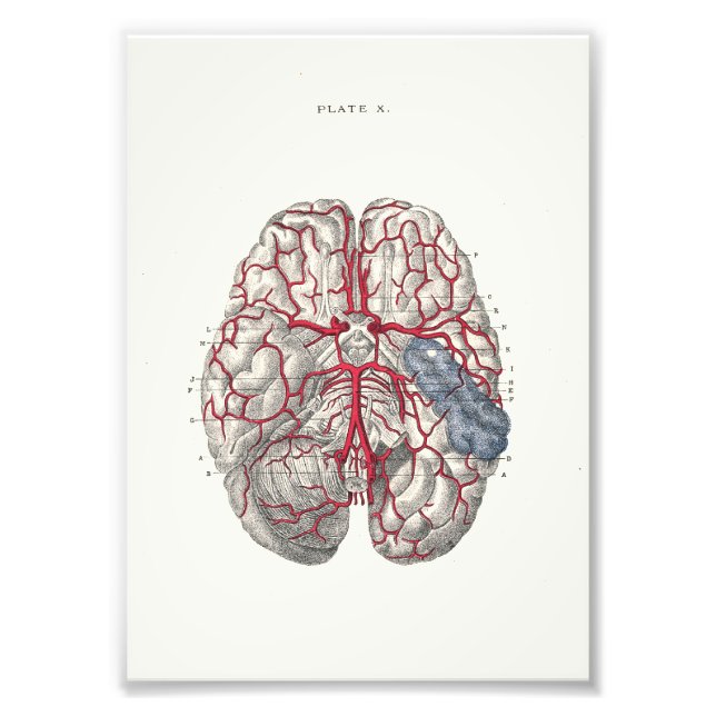 Impression Photo 1895 Anatomie humaine Imprimer Cerveau (Devant)
