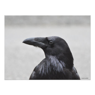 Impression Photo 24X18 M. Raven