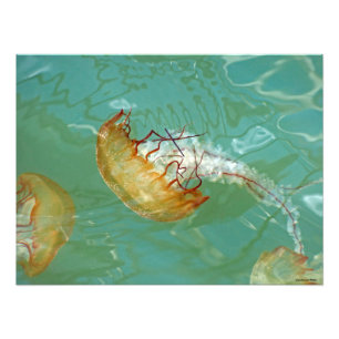 Impression Photo 24X18 méduse de la tortue marine