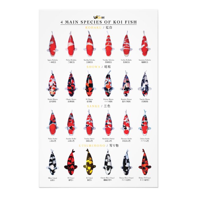 Impression Photo 4 main species of koi fish (Devant)