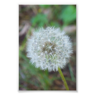Impression Photo 4 po x 6 po de beau pandelion