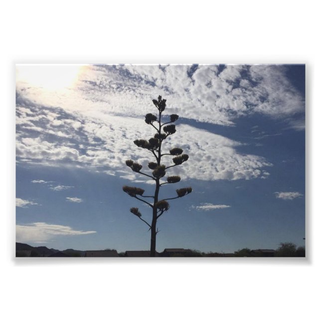 Impression photo 6X4 de l'agave en fleurs (Devant)