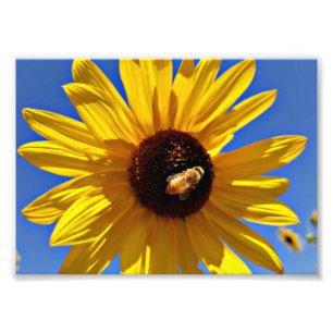Impression Photo Abeille de miel pollinisant le tournesol sauvage